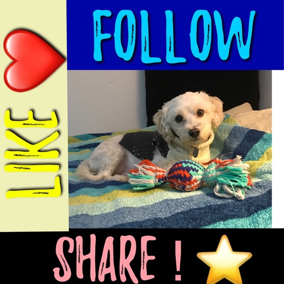 🐾🖤 Send CLOVER More LOVE!! FOLLOW GAME !! 😊 - Picture 1 of 7